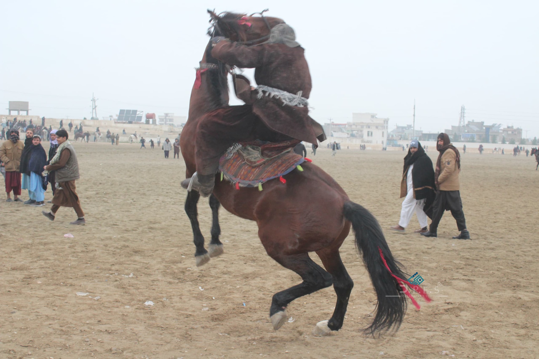 بلخ کې د ۷۰ تنو چاپندازانو ترمنځ د وزلوبې سيالۍ ترسره شوې