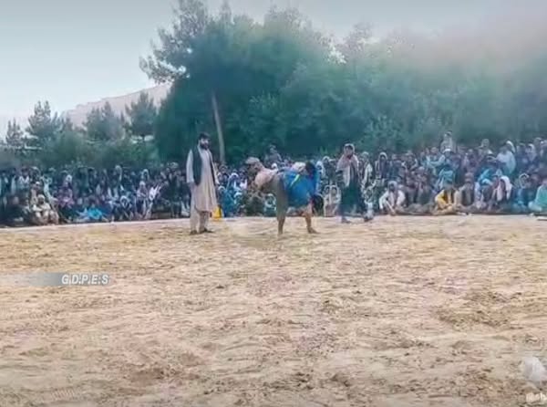 بلخ؛ مسابقات کشتی محلی با اشتراک ۱۰۰ ورزشکار در ولسوالی کشنده برگزار شد