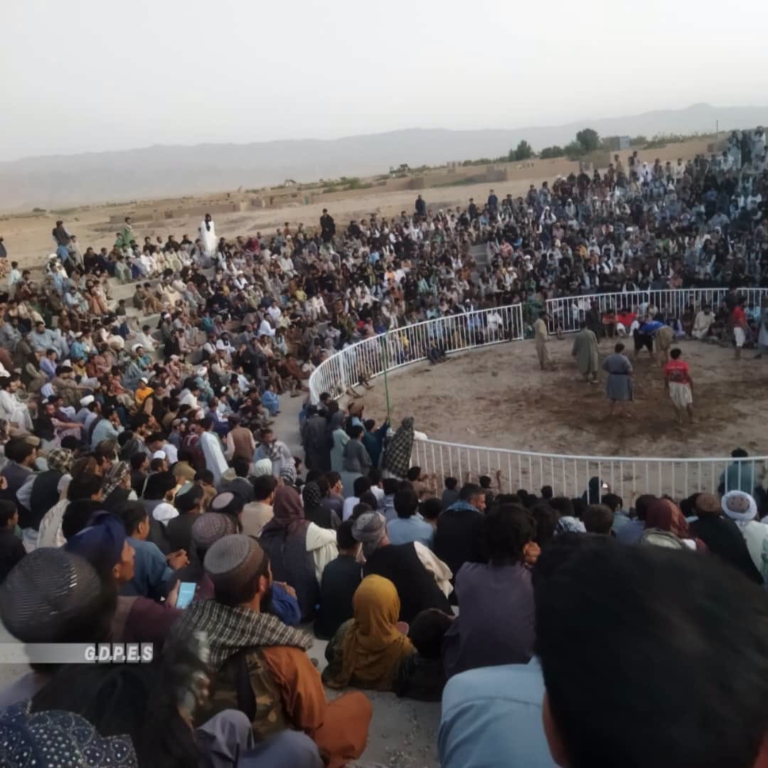 هرات؛ برگزاری مسابقات کشتی محلی با حضور ۱۰۰ پهلوان در ولسوالی پشتون زرغون